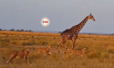 Wild Animal Video: जंगल में पानी पी रहा था जिराफ! तभी कहर बनकर टूट पड़े 20 शेर, फिर जो हुआ- देखें विडियो...