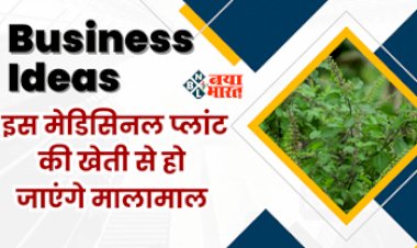Business Idea : शुरू करें इस औषधीय पौधे की खेती! लाखो में होगी कमाई, सरकार भी करेगी मदद, जाने डिटेल...