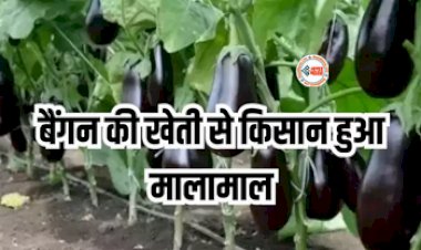 Business Idea : शुरू करें बैगन की खेती! होगी सालाना 10 लाख रुपये की कमाई, जाने खेती करने का सही तरीका...