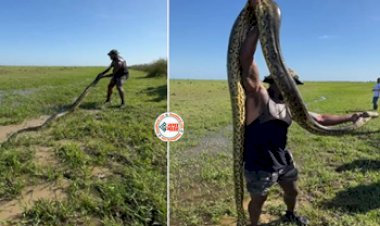 Giant Anaconda Viral News : विशालकाय एनाकोंडा को पहले पकड़ा, फिर Kiss करने लगा शख्स, फिर जो हुआ, नज़ारा देख रोंगटे खड़े हो जायेंगे- देखें विडियो...