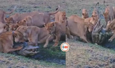 Lion Hunt Viral Video: मगरमच्छ को देखते ही आ गई शेरो की फ़ौज, फिर जो हुआ,..- देखें विडियो...