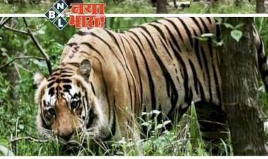 CG VIDEO: पर्यटकों के लिए Good News,छत्तीसगढ़ के इस टाइगर रिजर्व में नजर आया बाघ....वीडियो जमकर हो रहा वायरल...देखें VIDEO...