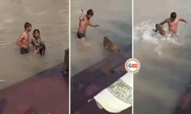 Monkey and girl Viral News: बिना मतलब के लड़की ने बन्दर से ले लिया पंगा, लेकिन फस गया लड़का, फिर  बंदर ने जो हाल किया...- देखें विडियो...