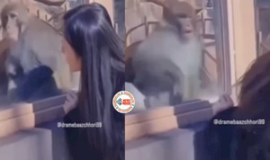 Monkey and girl Viral News: लड़की को देखते ही डर गया बन्दर, नज़ारा देख हो जायेंगे हंसी से लोटपोट- देखें मजेदार विडियो...