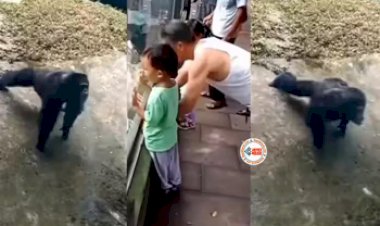 chimpanzee's Video: शख्स को देखते ही गुस्से में पुश-अप लगाने लगा चिंपैंजी, नज़ारा देख नहीं होगा यकीन- देखें विडियो...