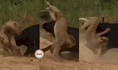 Lion and Buffalo Fight: शेरो की फ़ौज पर अकेला भारी पड़ गया भैंसा, उठाकर पटक दिया- देखें विडियो...