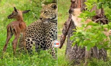 Wild Animal viral news : हिरण के बच्चे को दबोचने आ रहा था लकड़बग्घा, तभी तेंदुए ने किया कुछ ऐसा, नज़ारा देख नहीं होगा यकीन- देखें विडियो...