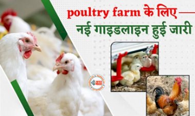 Poultry Farming New Rule : बड़ी खबर! मुर्गी पालन के लिए सख्त हुए नियम, सड़क से दूरी और सर्टिफिकेट जरूरी, जाने नई गाइडलाइन...