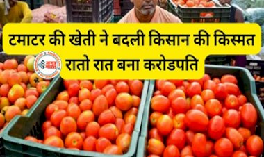 Tomato Farming: टमाटर ने किया मालामाल! इस अनोखे टमाटर की खेती ने बदली किसानों की किस्मत, रातो रात बना करोड़पति....