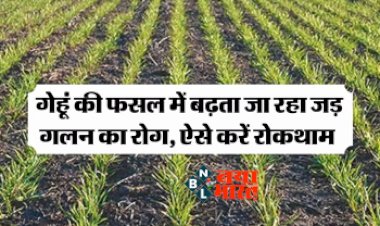 Agriculture News : रबी फसलों को उकठा! गेहूं में बढ़ता जा रहा जड़ गलन का रोग, जानें इसकी रोकथाम का तरीका...