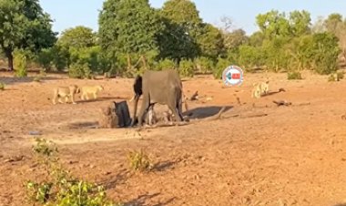 Elephant and Lion Fight: एक अकेले हाथी पर टूट पड़ी शेरों की फ़ौज, लेकिन जो हुआ, नज़ारा देख उड़ जायेंगे होश- देखें वीडियो...