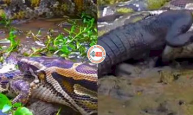 Crocodile V/S Pyhton Viral Video: खतरनाक मगरमच्छ को जिन्दा निगल गया अजगर, नज़ारा देख रूंह काँप जाएगी - देखें वीडियो...