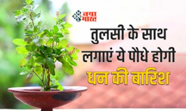 Tulsi Plant Benefits : घर में तुलसी के साथ लगाएं ये पौधे! कई गुना बढ़ जाएगा मिलने वाला लाभ, बनी रहेगी मां लक्ष्मी की कृपा...