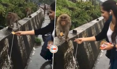 Monkey and Girl Viral News: बंदरो को बिस्कुट खिलाने पहुँच गई लड़की! लेकिन हुआ कुछ ऐसा, खुद के ही उड़ गये होश- देखें मजेदार विडियो...
