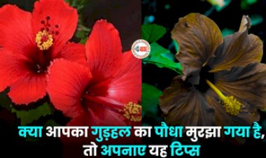 Gardeing Tips: बार-बार मुरझा है आपके गुड़हल के पौधे, नहीं आ रहे हैं फूल! तो आज ही अपनाएँ ये आसान तरीका...