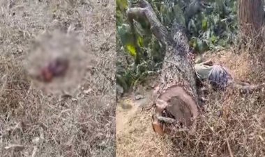 CG - पेड़ पर चढ़कर डंगाल काट रहा था बुजुर्ग, तभी सिर धड़ से हुआ अलग, खौफनाक मंजर देख कांप उठेगी रूह…