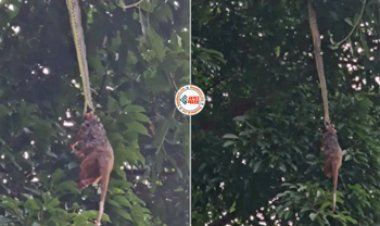 Python Viral News : शिकार को मुंह में दबाकर पेड़ से झूलता रहा खतरनाक अजगर, नज़ारा देख कांप जाएगी रूंह- देखें विडियो...