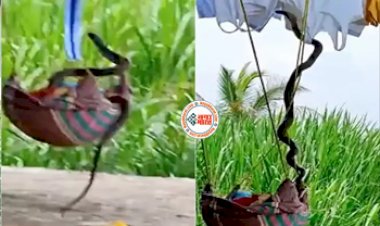 Shocking Snake Viral: खेत से निकलकर बच्चे के पालने पर चढ़ गया कोबरा, सामने आया दिल दहला देने वाला ये VIDEO...