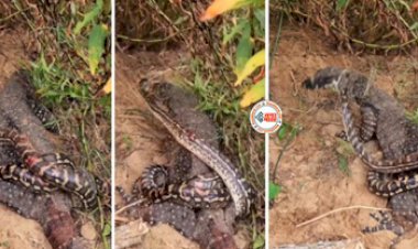 Python and Komodo Dragon Viral News : कोमोडो ड्रैगन के सामने आ गया विशालकाय अजगर, फिर जो हुआ, नज़ारा देख कांप जाएगी रूंह- देखें वीडियो...