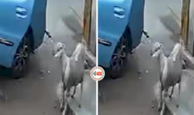 Thief Viral News: बकरी चुराने के लिए चोरो ने बनाया ऐसा प्लान, तारका देख उड़ जायेंगे होश- देखे वीडियो...