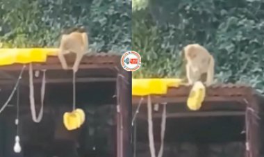 Monkey Viral News: कभी नहीं देखी होगा बन्दर की ऐसी चालाकी, दुकानदार के सर के ऊपर से चुराने लगा केला, फिर जो हुआ...- देखें विडियो...