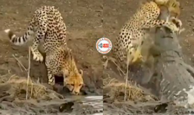 Leopard and Crocodile Viral News: आराम से पानी पी रहा था चीता, तभी अचानक मगरमच्छ ने निकलकर दबोच लिया गला, फिर जो हुआ- देखें विडियो...
