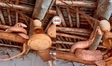 King Cobra Viral News: घर के पंखे से लिप्त हुआ था किंग कोबरा, फिर जैसे ही पंखा लगा घुमने, हुआ कुछ ऐसा - देखें विडियो...