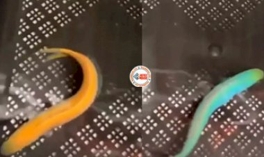 Fish Viral Video: कभी नहीं देखी होगी ऐसी मछली! गिरगिट से भी तेज बदलती है रंग- देखें मजेदार विडियो...