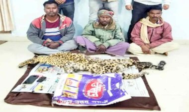 CG - तेंदुए की खाल बरामद : पुलिस को मिली बड़ी सफलता, तेंदुए की खाल के तीन तस्कर गिरफ्तार, ऐसे कर रहे थे ग्राहकों की तलाश, लाखों की तेंदुए की खाल भी बरामद.....