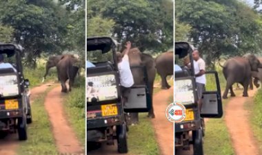 Wild Animal Viral News: गुस्से से गाड़ी की तरफ आ रहा था हाथी, तभी गाइड ने किया एक इशारा और फिर जो हुआ, नज़ारा देख फटी रह जाएगी आँखे- देखें विडियो...