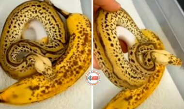 Snake Viral Video: केला समझकर सांप को ही पकड़ लिया शख्स, फिर जो हुआ, नज़ारा देख दहल जायेंगे आप- देखें विडियो...