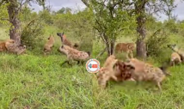 Lioness and Hyena Fight Video : शावक को देखते ही एक साथ कूद पड़े लकड़बग्घे, तभी शेरनी ने किया कुछ ऐसा, देखें विडियो...