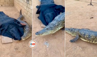 Magarmach Viral News : नकली मगरमच्छ बनकर असली के बगल में लेटकर उसे लगा छेड़ने, फिर जो हुआ, हिलाकर रख देगा नज़ारा- देखें विडियो...