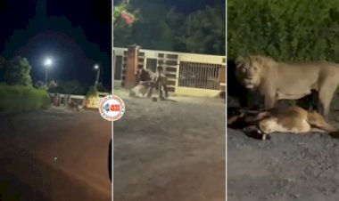 Wild Animal Viral News: मोहल्ले में घुसा खूंखार शेर, तभी एक जानवर को दबोच लिया, फिर दिखा ऐसा नज़ारा कि, देखें विडियो...