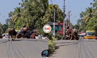 Buffalo Attack Video: बीच सड़क पर स्कूटीसवार को उठाकर पटक दिया भैंसा, फिर जो हालत की, नज़ारा देख फटी रह जाएँगी आँखे- देखे विडियो...