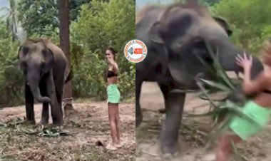 Girl Viral News: हाथी के साथ मस्ती करना लड़की को पड़ा भारी, ऐसा पटका आ गई नानी याद, देखें मजेदार विडियो...