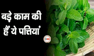 Vitamins in Pudina : कई चमत्कारी गुणों से भरपूर है ये पत्तियां, मिलते है ये विटामिन, जाने कब करना चाहिए सेवन...