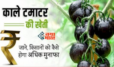 Black Tomato Farming: लाल टमाटर नही, शुरू करें काले टमाटर की खेती, हो जायेंगे मालामाल, यहाँ जाने लागत और मुनाफा...