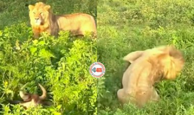 Lion Viral News: शेर से बचकर झाड़ियों में छिपा था जानवर, तभी हो गई एक गलती, फिर जो हुआ, देखें विडियो...