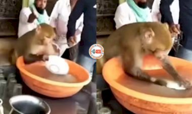 Monkey Viral News : दूकान के मालिक ने बन्दर को ही लगा दिया काम में, धुलवाए इतने प्लेट, देखें मजेदार विडियो...