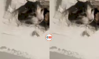 Cat Viral News : पालतू बिल्ली को ही दीवार में चुनवा दी महिला, फिर जो हुआ, दिल जीत ली, देखें विडियो...