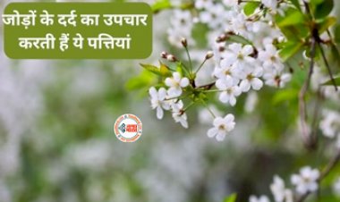 Harsingar Flower Juice : जोड़ो के दर्द और सूजन के लिए बेहद असरदार है ये फूल, मिलेंगे ये कई चमत्कारी फायदे...