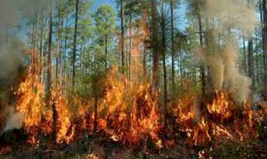 Fire in CG Forest : छत्तीसगढ़ के इस जंगल में लगी भीषण आग, झुलस गए बेशकीमती हजारों पेड़-पौधे, आग बुझाने में जुटा वन विभाग.....