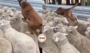 Anand Mahindra Viral News : खचाखच भरे भेड़ो के झुण्ड के बीच फंसे कुत्ते ने किया ऐसा काम, नज़ारा देख इम्प्रेस हुए आनंद महिंद्रा, देखें विडियो...