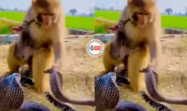 Snake and Monkey Fight: सांप ने फैलाया अपना फन, तो बंदर ने पकड़ लिया, फिर जो हुआ, नज़ारा देख कांप जाएगी रूंह...