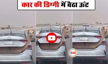 Camel Viral Video: कार की डिग्गी में भर दिया ऊंट, फिर जो किया सोच नहीं पाएंगे आप - देखें वीडियो...