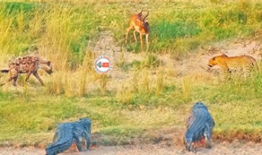 Wild Animal Fight Video : एक शिकार और कई शिकारी, आपस में भिड़े मगरमच्छ, तेंदुआ और लकड़बग्घे, फिर जो हुआ, देखें विडियो...