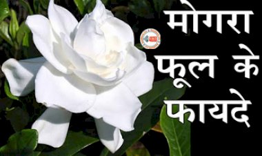 Benefits of Mongra Flower : बालों से लेकर स्किन के लिए वरदान है ये सफ़ेद फूल, औषधीय गुणों से है भरपूर, जाने इस्तेमाल करने का तरीका...