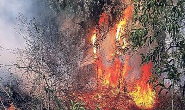 CG News : छत्तीसगढ़ के इस जंगल में आग हुई बेकाबू, वन विभाग को सुध नहीं, खतरे में जीव-जंतु....