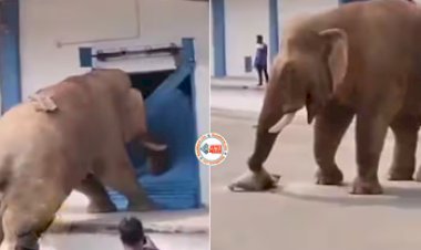 Elephant Viral News: खाना नही मिलने पर गोदाम में घुस गया गुस्साया हाथी, फिर जो हुआ, यहाँ देखें नज़ारा...